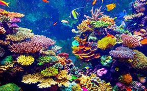 The Mystery Of The Healthy Coral Reef