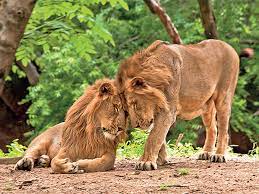 Interesting movement and activity patterns of Asiatic lions  in India