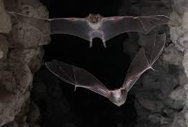 <a href="https://jzoblog.wordpress.com/2023/02/17/you-are-what-you-eat-how-diet-influences-spine-mobility-in-neotropical-bats/">You are what you eat – how diet influences spine mobility in Neotropical bats</a>